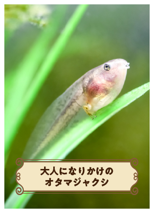 Photoクエスト　大人になりかけのオタマジャクシを探せ！〈プロハンター・kororiからの挑戦状〉【レギュラー・TEC会員限定】