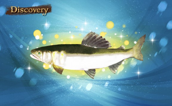 Discovery 香しい女王魚を探せ！