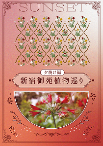 新宿御苑植物巡り 夕焼け編