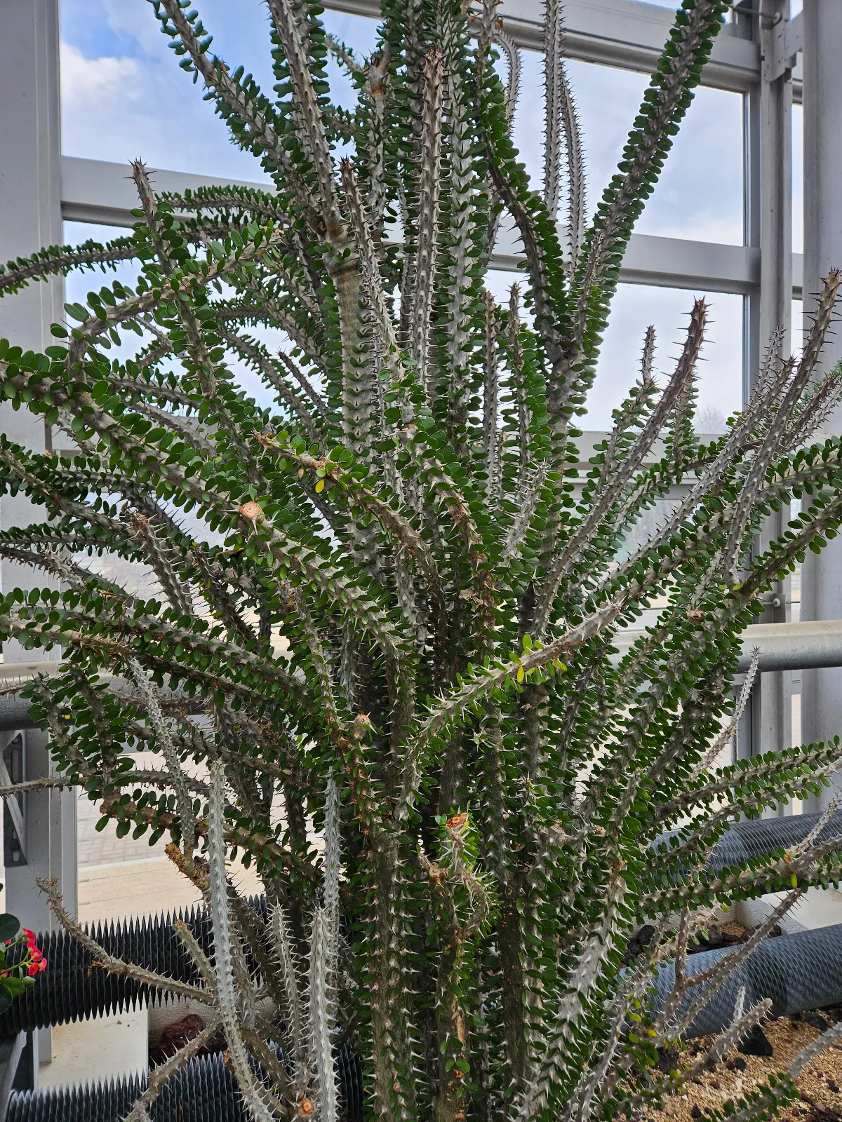 深大寺恋物語謎解き2025のナゾ活写真