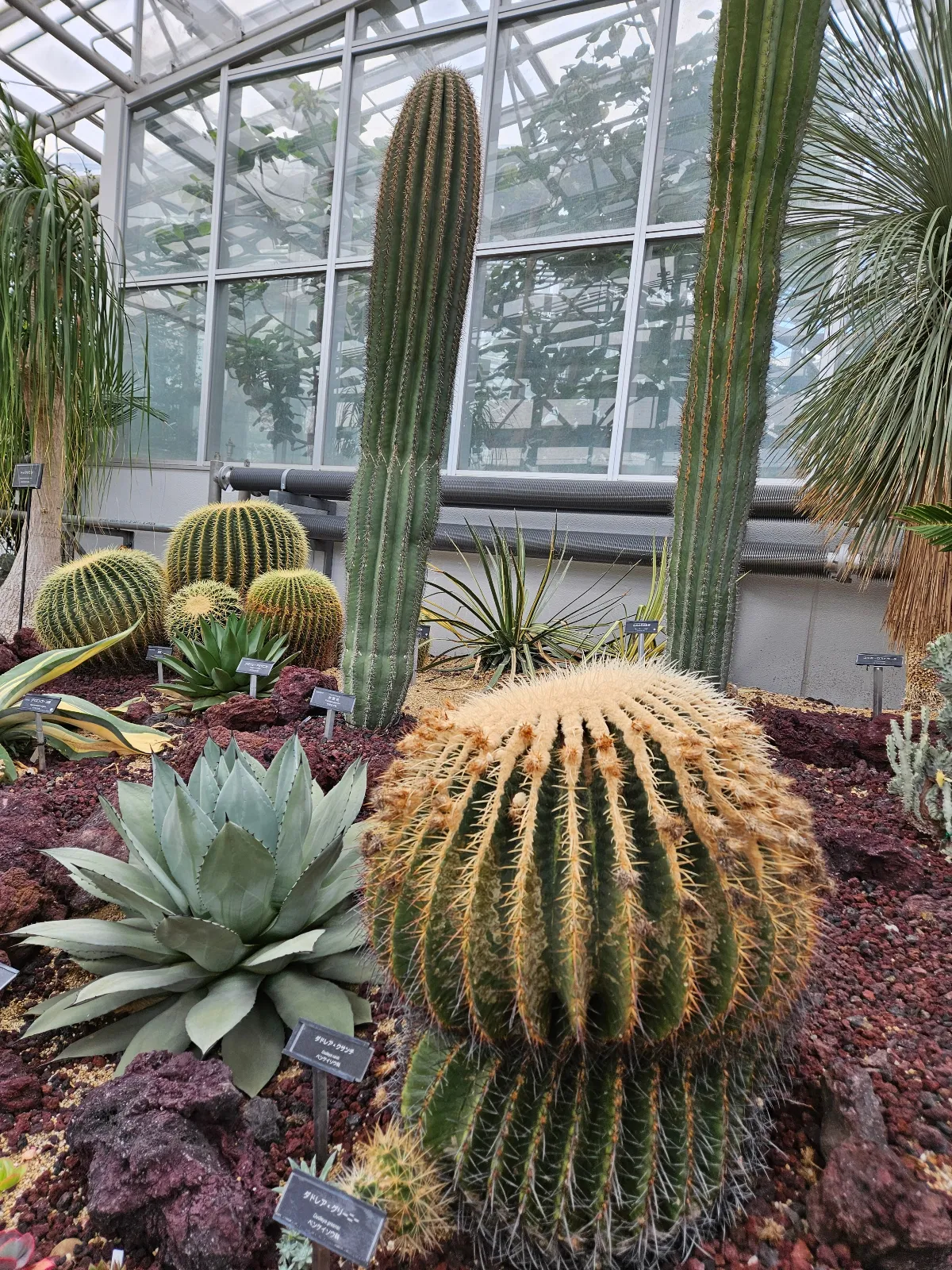 深大寺恋物語謎解き2025のナゾ活写真