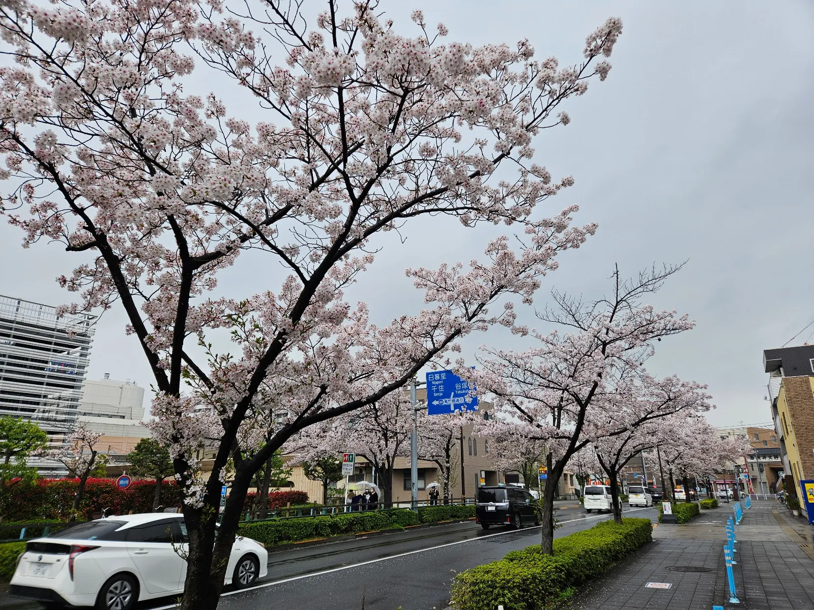 アリオ西新井×西新井大師「花祭り」　西新井謎解き街めぐり　桜色のタイムカプセルのナゾ活写真