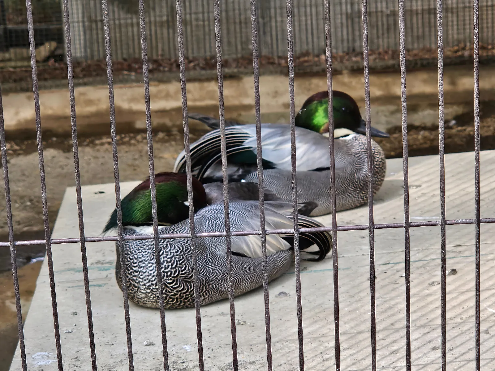 吉祥寺謎解き 追憶のアルバムのナゾ活写真