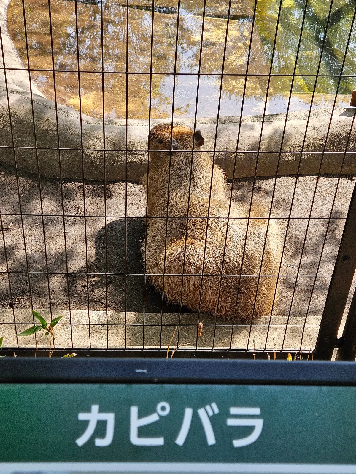 吉祥寺謎解き 追憶のアルバムのナゾ活写真