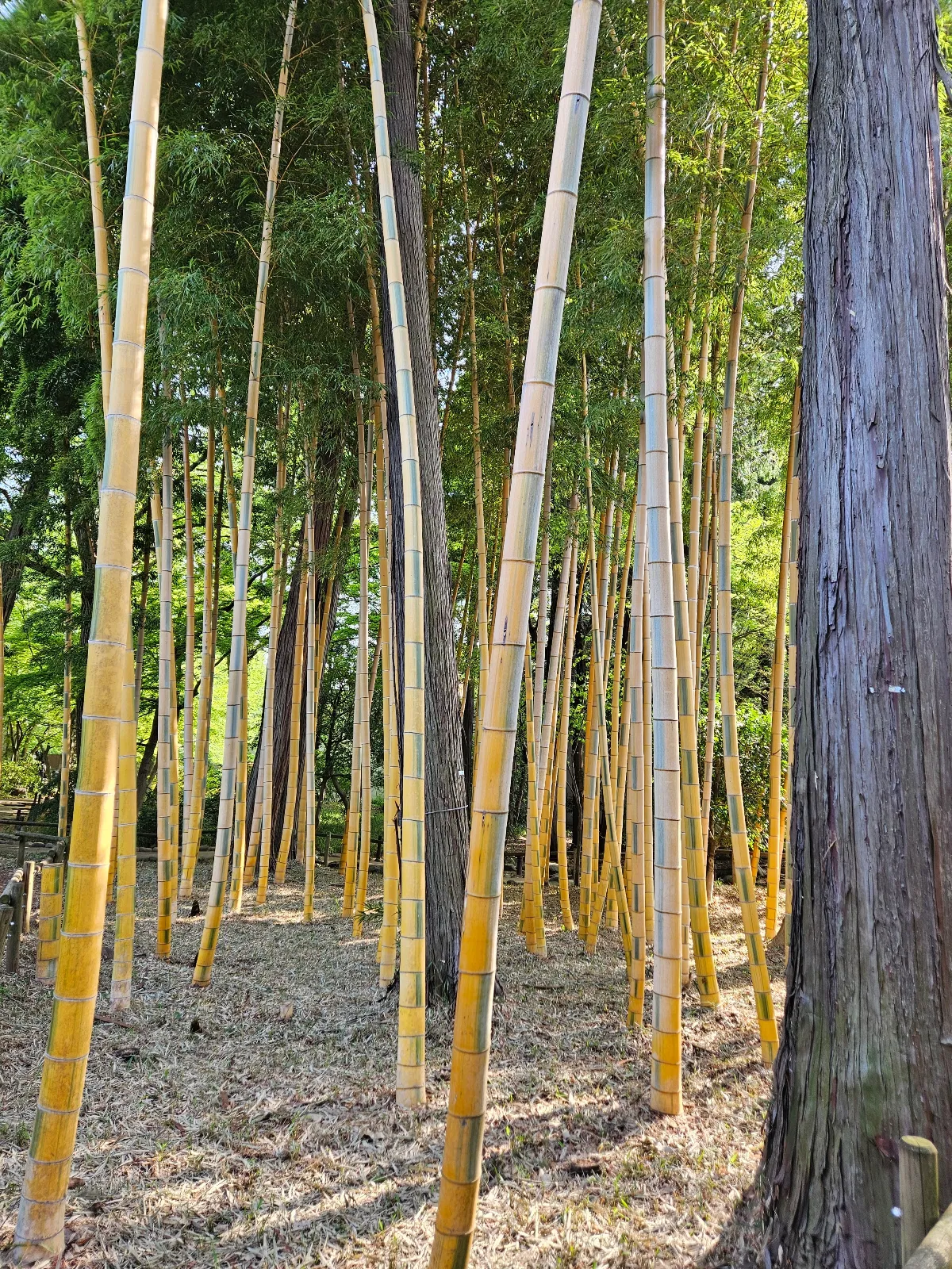 吉祥寺謎解き 追憶のアルバムのナゾ活写真