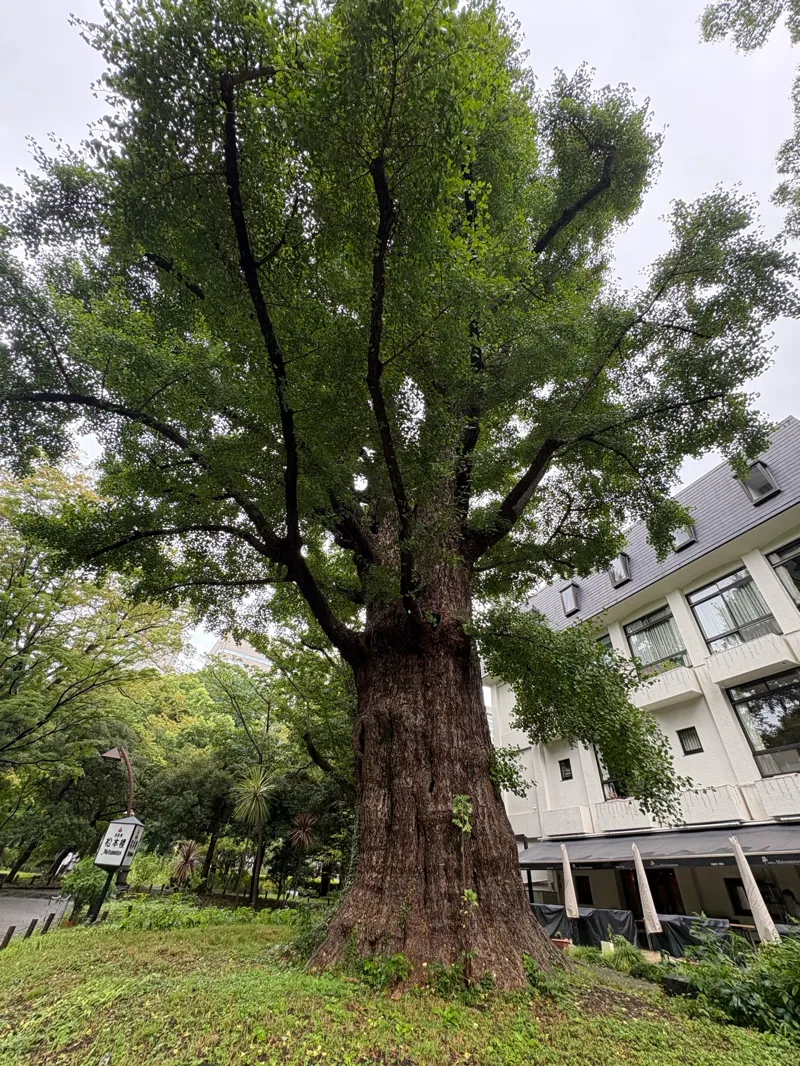 Rさんが投稿した「日比谷公園 樹木からの謎解き～ペリカンの行方を追え～」のナゾ活写真 3枚目