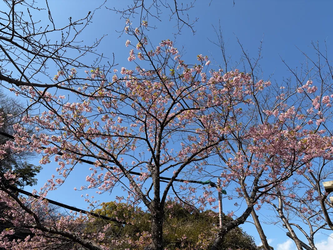  エノシマトレジャー　－聖竜騎士の試練に挑みし者たち－ のナゾ活写真