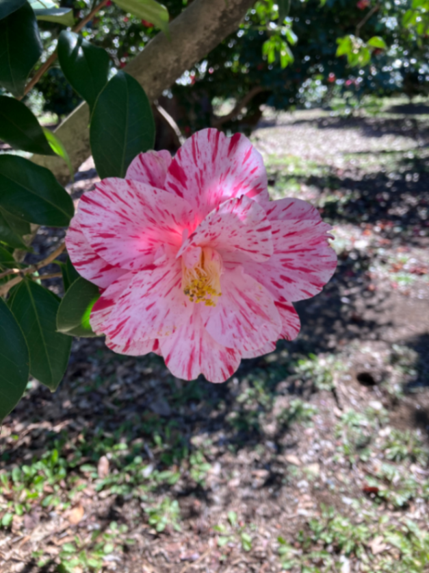 新宿御苑植物巡り（朝焼け編、夕焼け編、宵編）のナゾ活写真