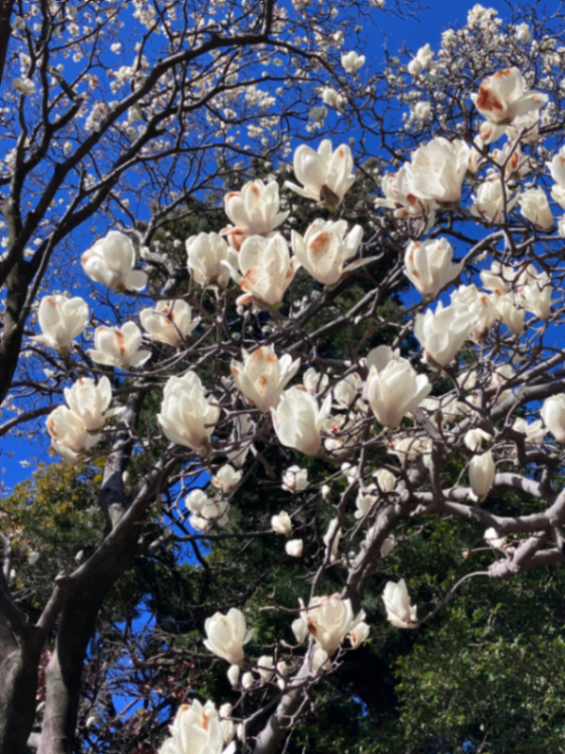 新宿御苑植物巡り（朝焼け編、夕焼け編、宵編）のナゾ活写真