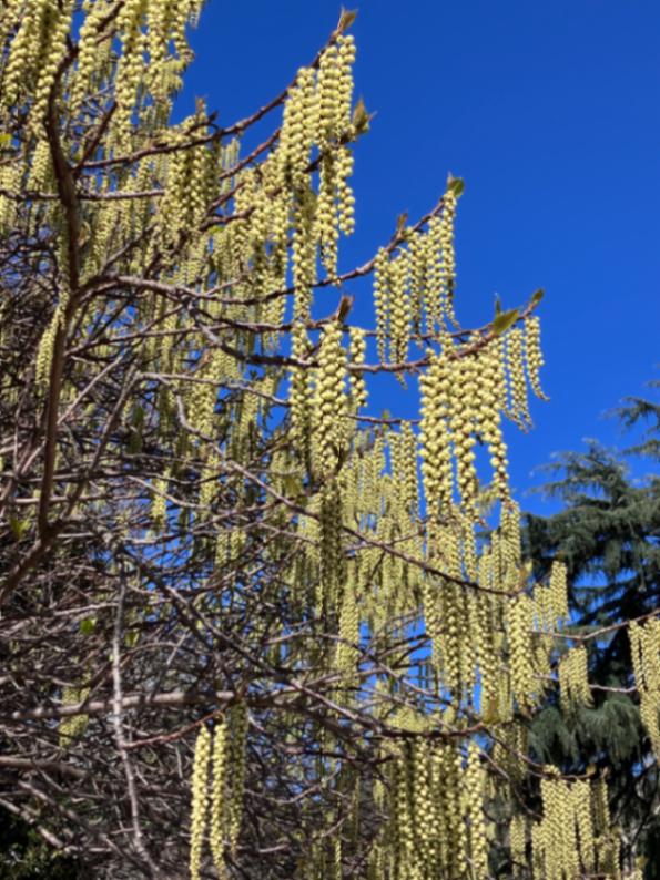 新宿御苑植物巡り（朝焼け編、夕焼け編、宵編）のナゾ活写真
