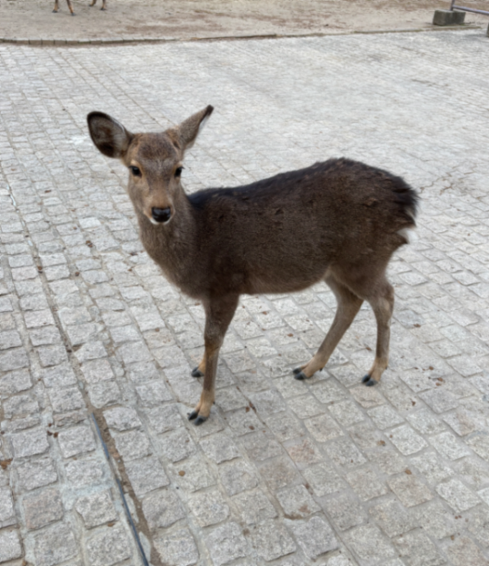 奈良 謎解き寺巡りのナゾ活写真