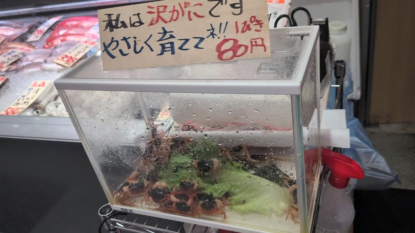 とうかさんが投稿した「QuizKnock × レイトン教授 レイトン教授と秘密の招待状」のナゾ活写真 3枚目