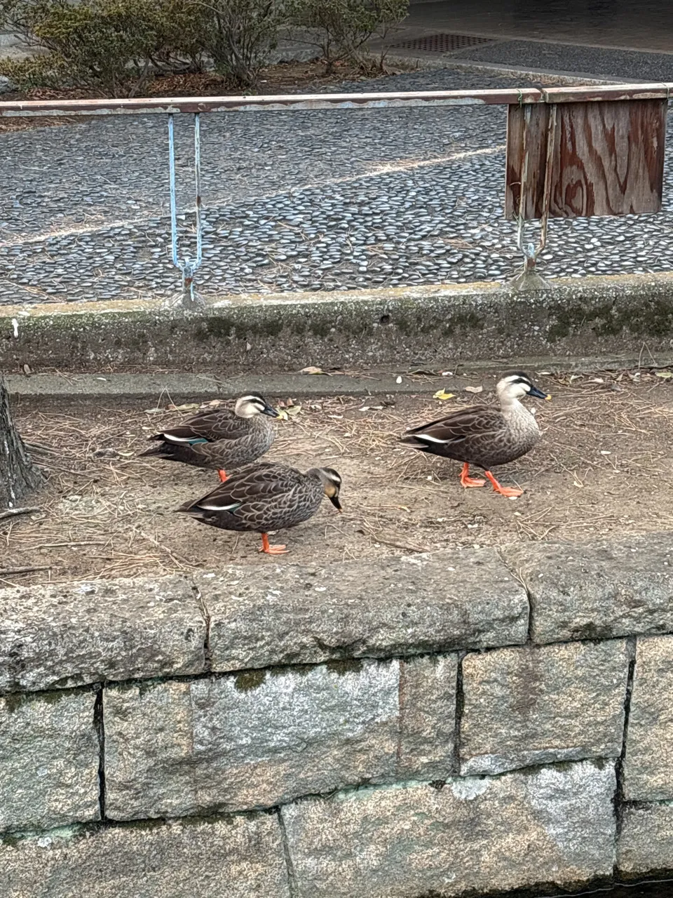 団子道！ナゾとヒミツの修行旅のナゾ活写真