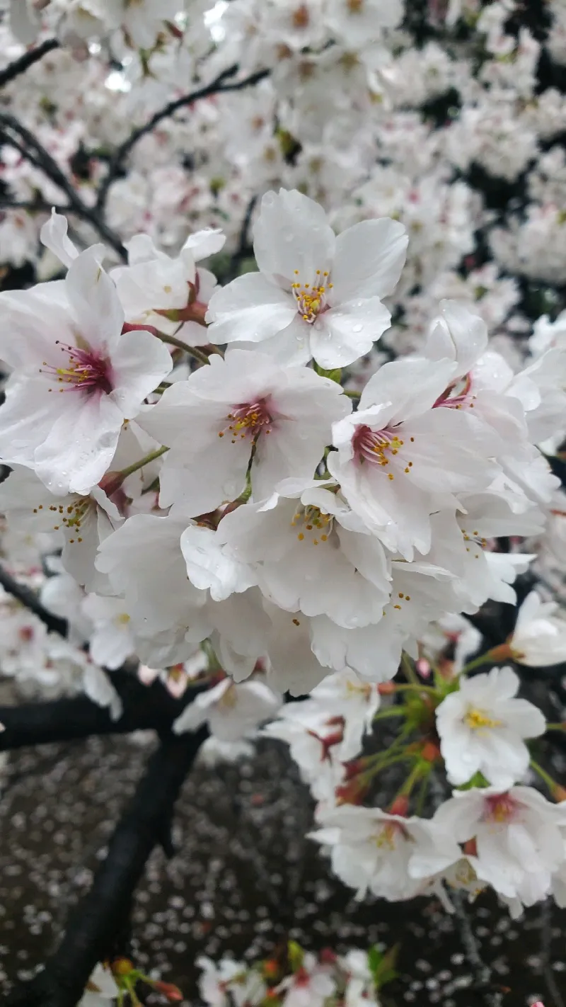 お嬢様はエスパー探偵　上野公園・アメ横編のナゾ活写真