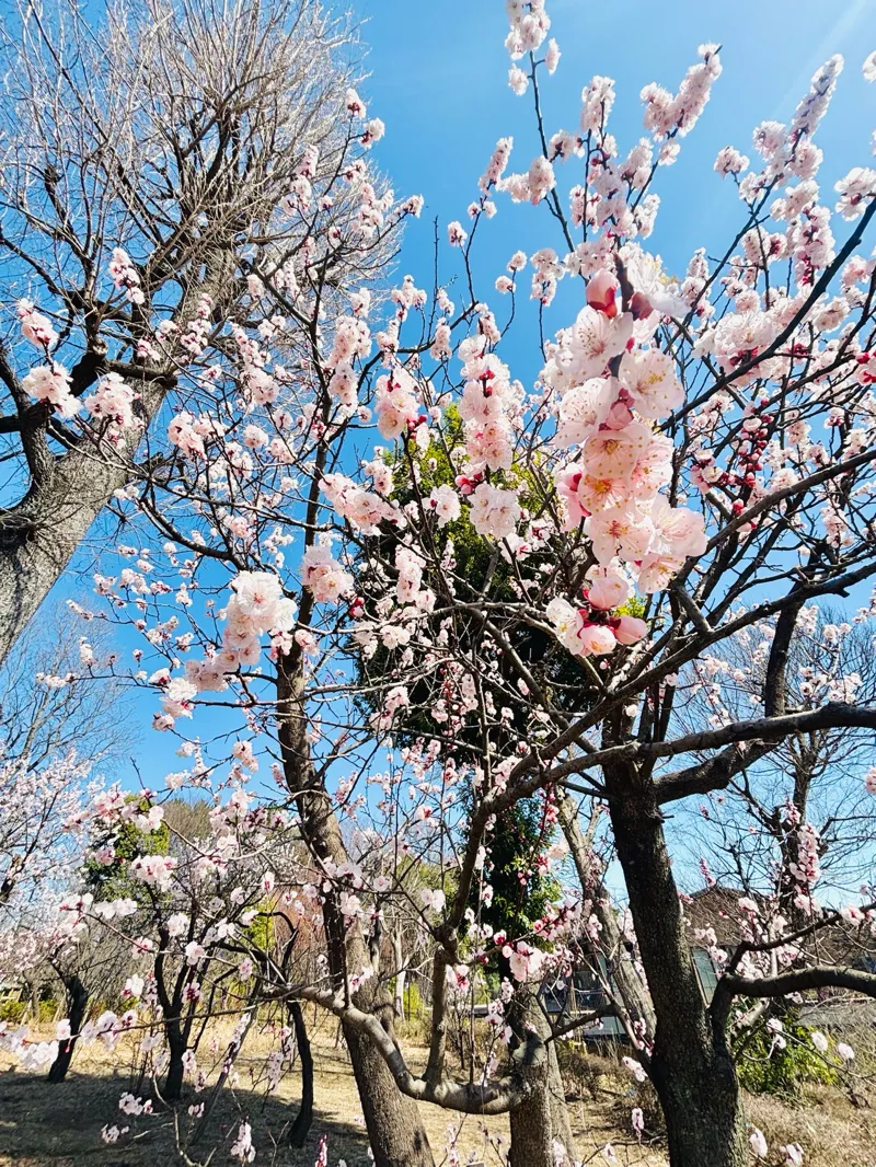 小田急謎街トレイン2026のナゾ活写真