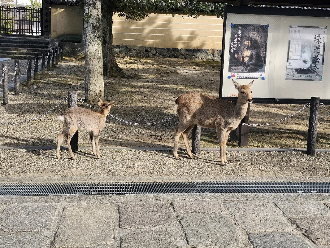 奈良 謎解き寺巡りのナゾ活写真