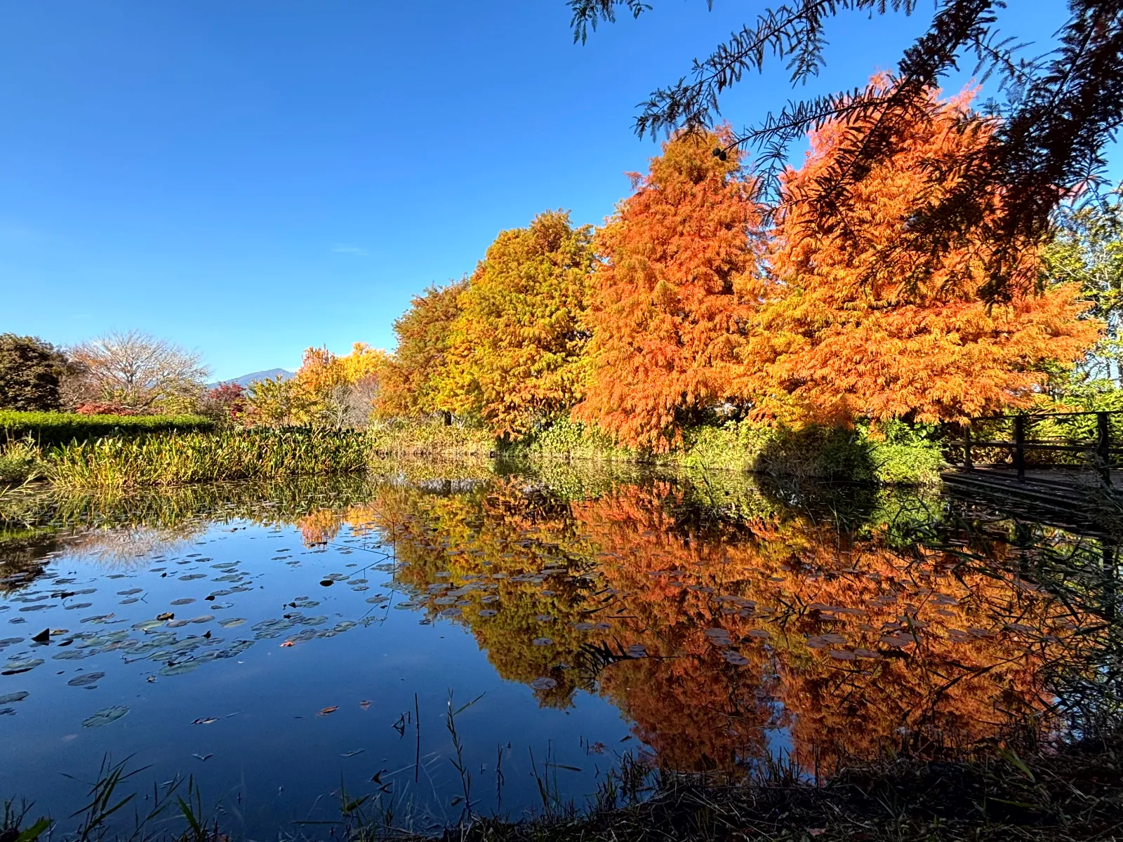 あの日届いた手紙の意味を僕たちはまだ知らない in 花菜ガーデンのナゾ活写真