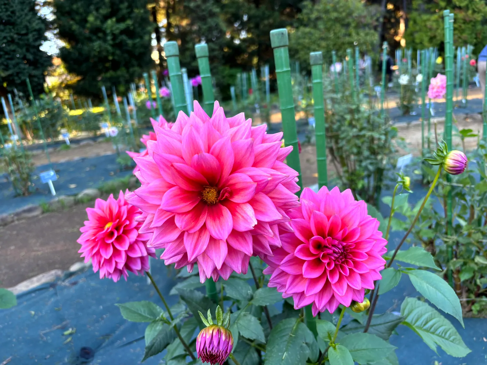 深大寺恋物語謎解き2025のナゾ活写真