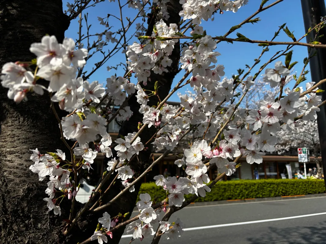 アリオ西新井×西新井大師「花祭り」　西新井謎解き街めぐり　桜色のタイムカプセルのナゾ活写真