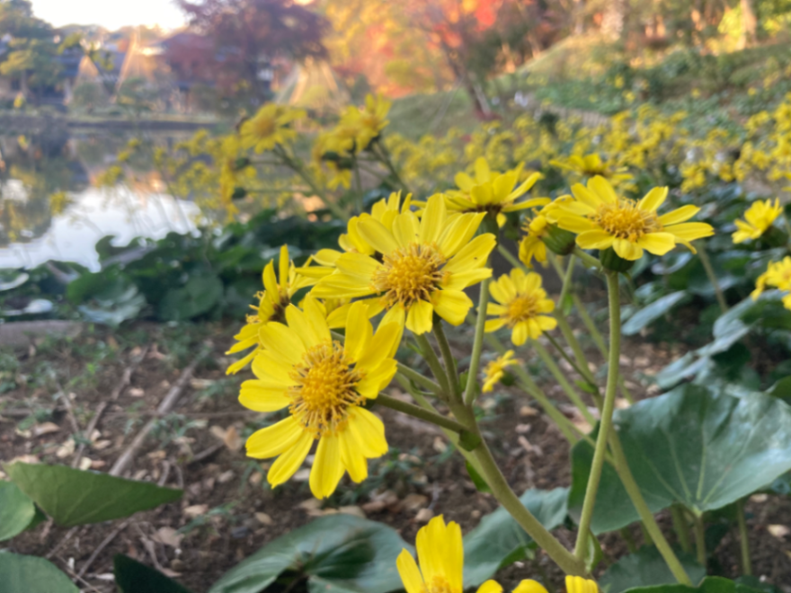 なぞ解きさんぽ2025
「たぬきへの指令書　KWAIDAN（かいだん）のなぞを解け」のナゾ活写真