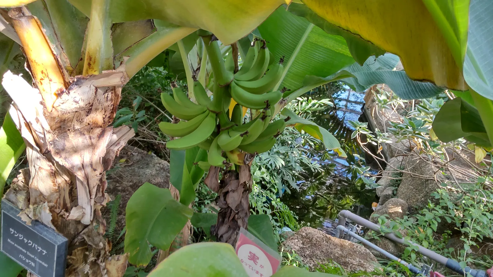 深大寺恋物語謎解き2025のナゾ活写真