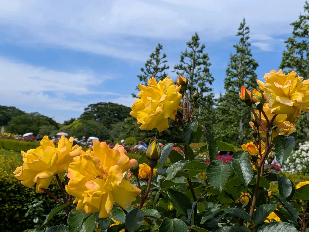 新宿御苑植物巡り（朝焼け編、夕焼け編、宵編）のナゾ活写真