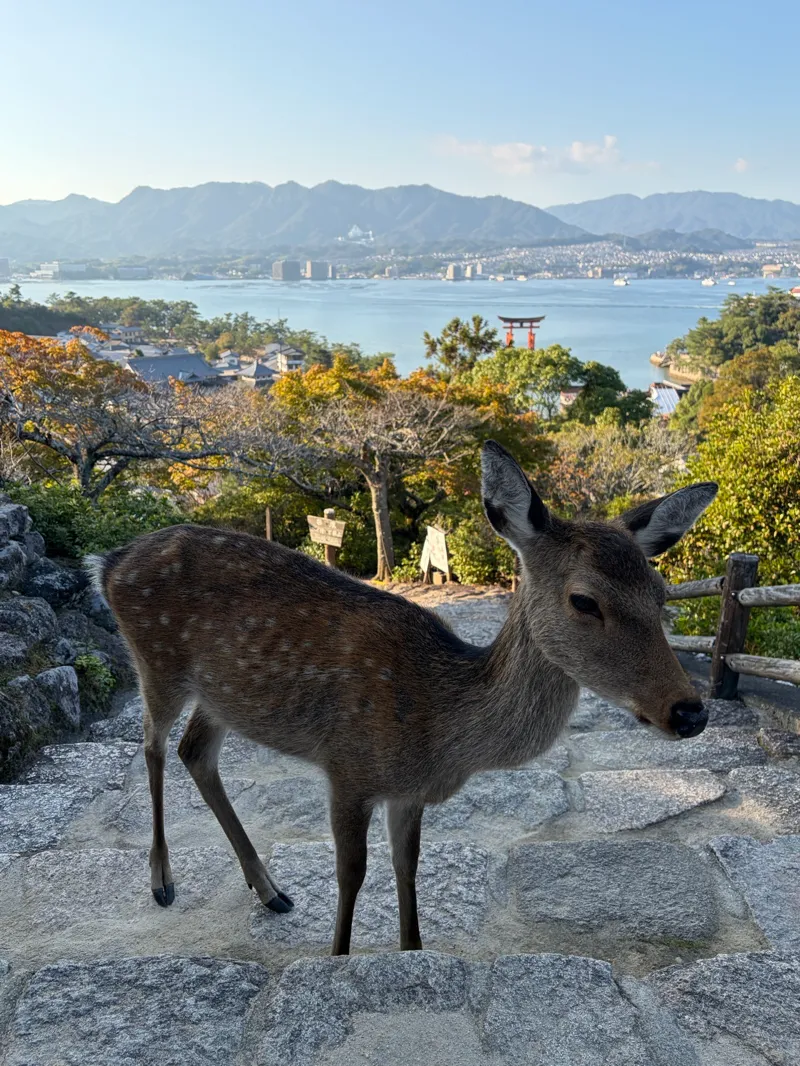 メテオさんが投稿した「広島宮島で街歩き×謎解きゲーム「ナゾときさんぽ」」のナゾ活写真 3枚目