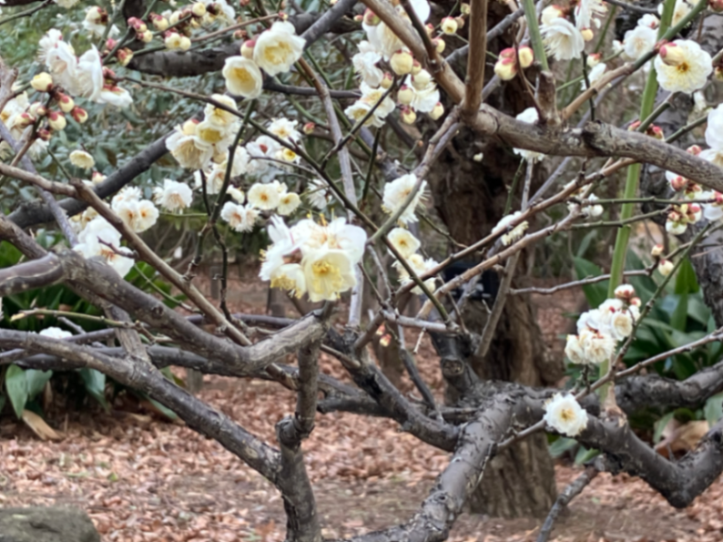 深大寺恋物語謎解き2025のナゾ活写真