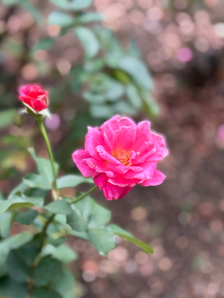 メトロおじいさんの最後の忘れ物のナゾ活写真