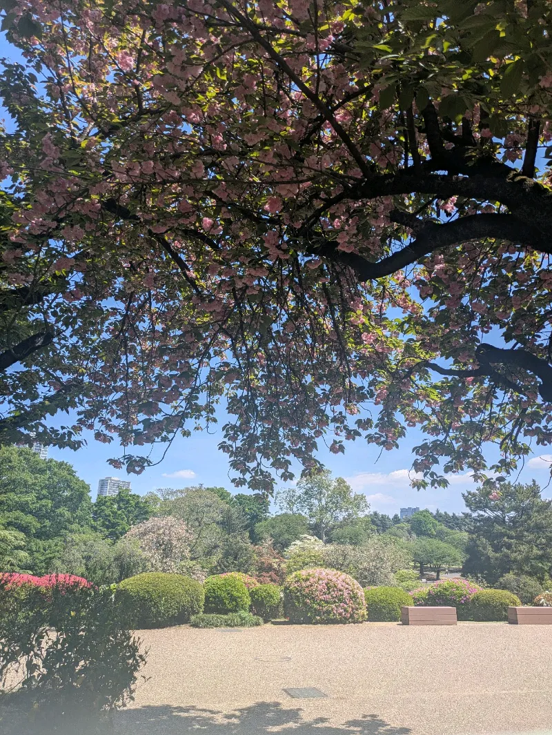 新宿御苑植物巡り（朝焼け編、夕焼け編、宵編）のナゾ活写真
