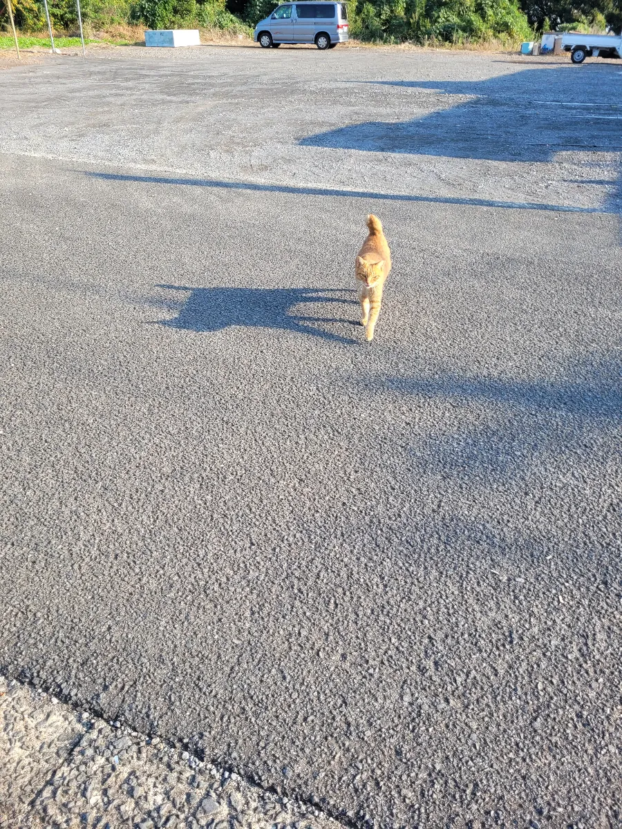 太良有明シークリングミステリーのナゾ活写真