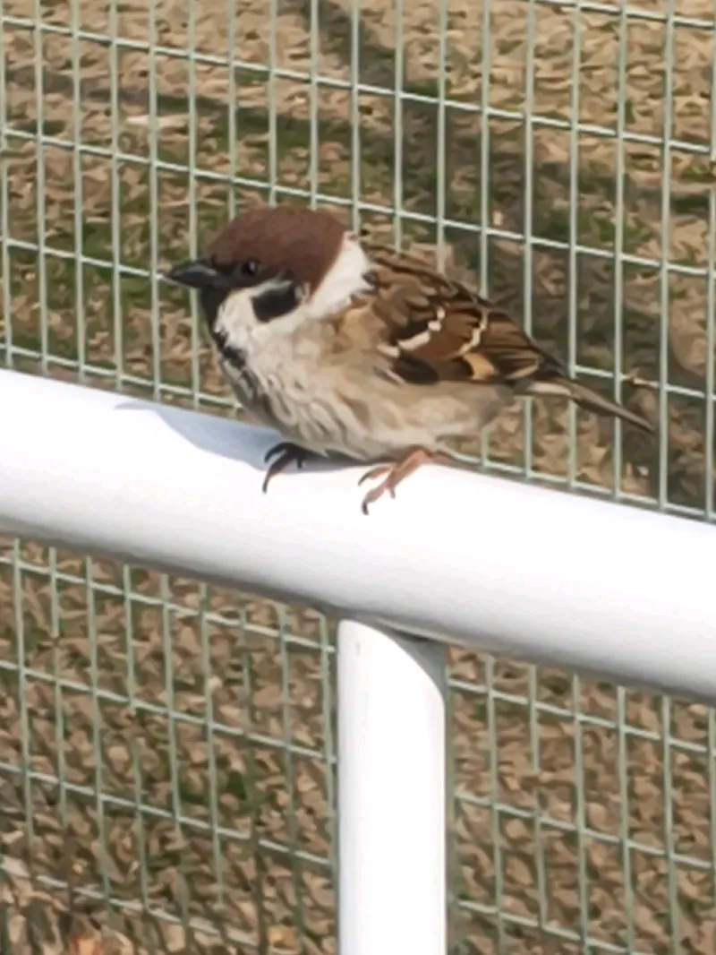 アマナゾ ～尼謎～ 2025　落第忍者乱太郎　一年生編＆上級生編のナゾ活写真