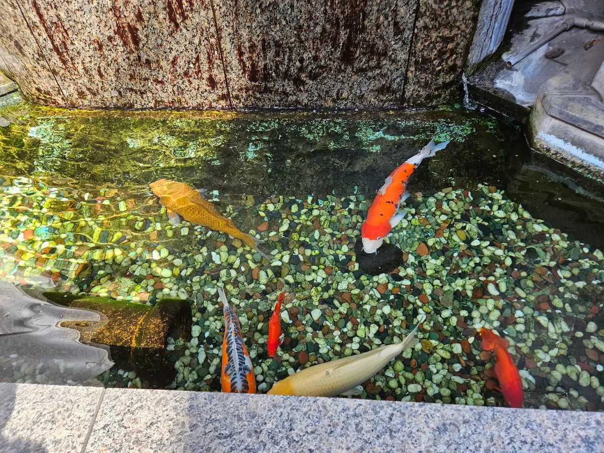 ぶんきょう坂道ミステリー　探偵ケイシャと名もなき猫の歌のナゾ活写真