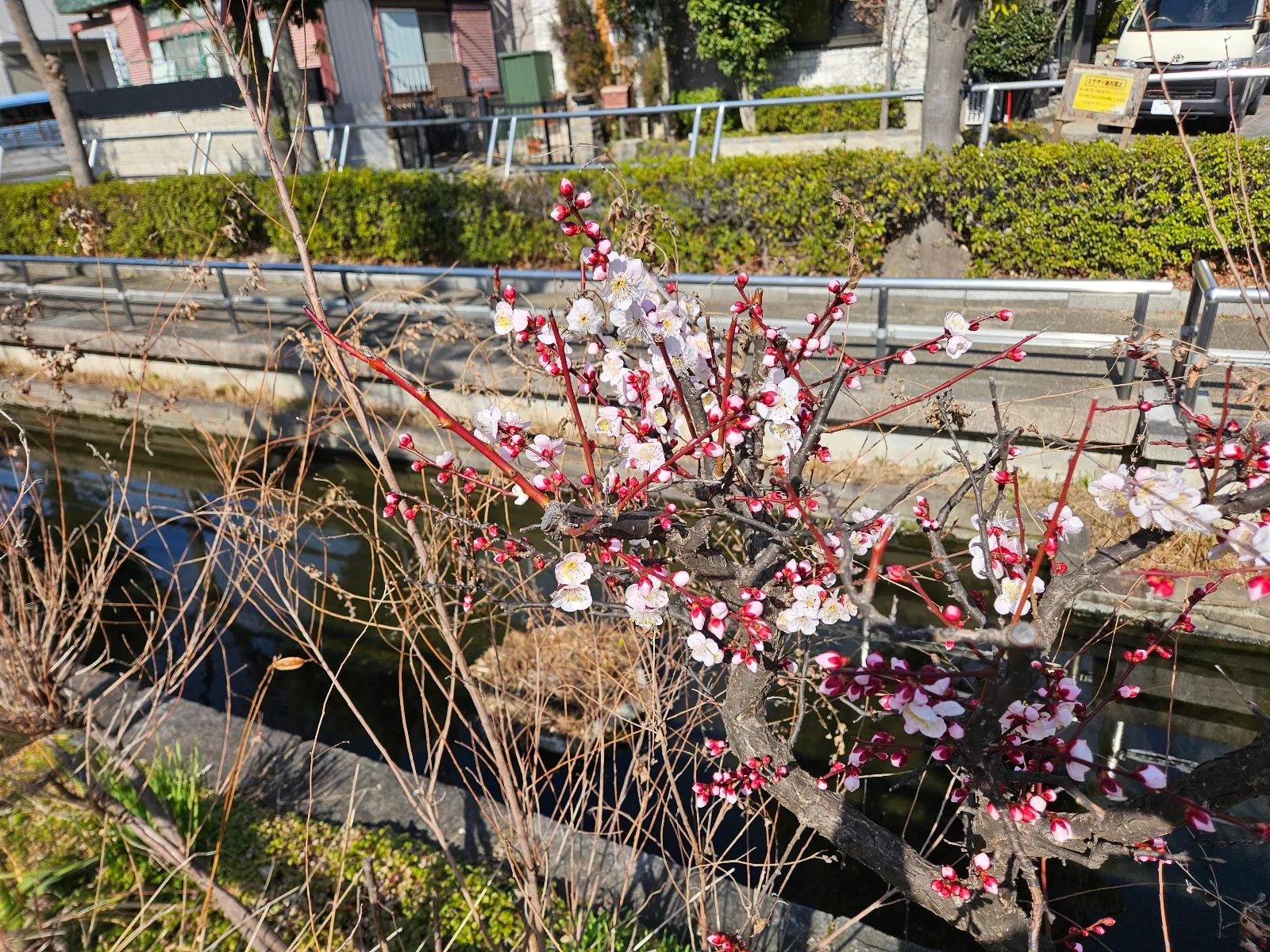 団子道！ナゾとヒミツの修行旅のナゾ活写真