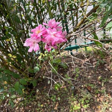 みつさんのナゾ活写真 2