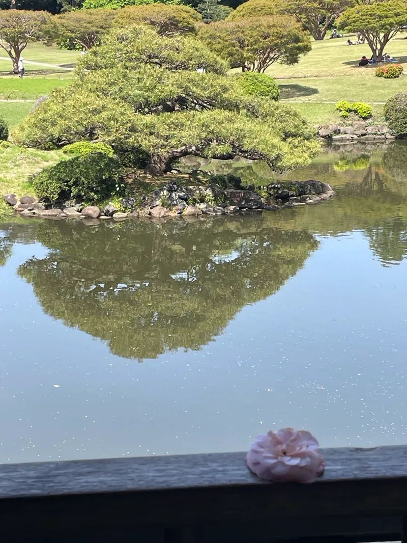 新宿御苑植物巡り（朝焼け編、夕焼け編、宵編）のナゾ活写真