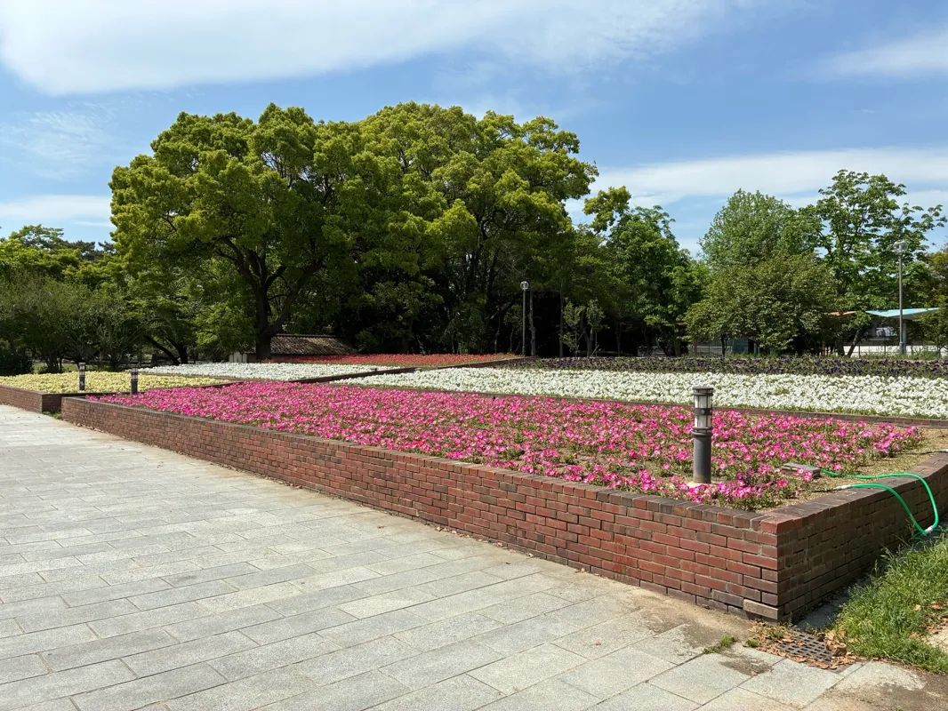 【酒津公園の桜周辺】マップ連動型の3D謎解きに挑戦！「時計仕掛けの桜の街～託された夢の秘密を解き明かせ～」のナゾ活写真