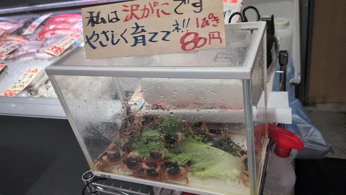 QuizKnock × レイトン教授 レイトン教授と秘密の招待状のナゾ活写真