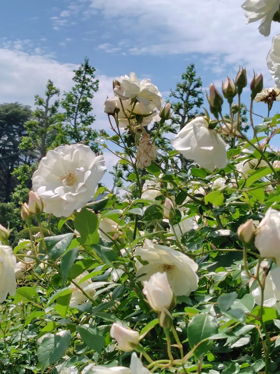 新宿御苑植物巡り 朝焼け編のナゾ活写真