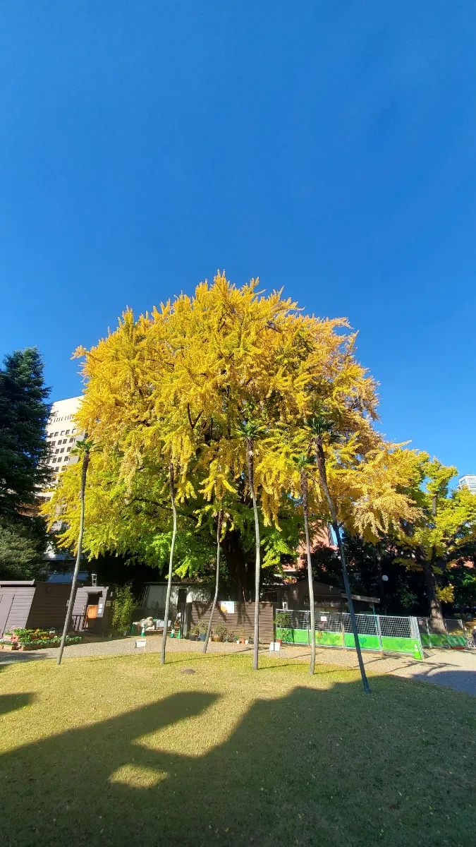 旧岩崎邸 秋の特別ミステリーツアー「コンドル先生が地下に遺した秘密のメッセージ」のナゾ活写真
