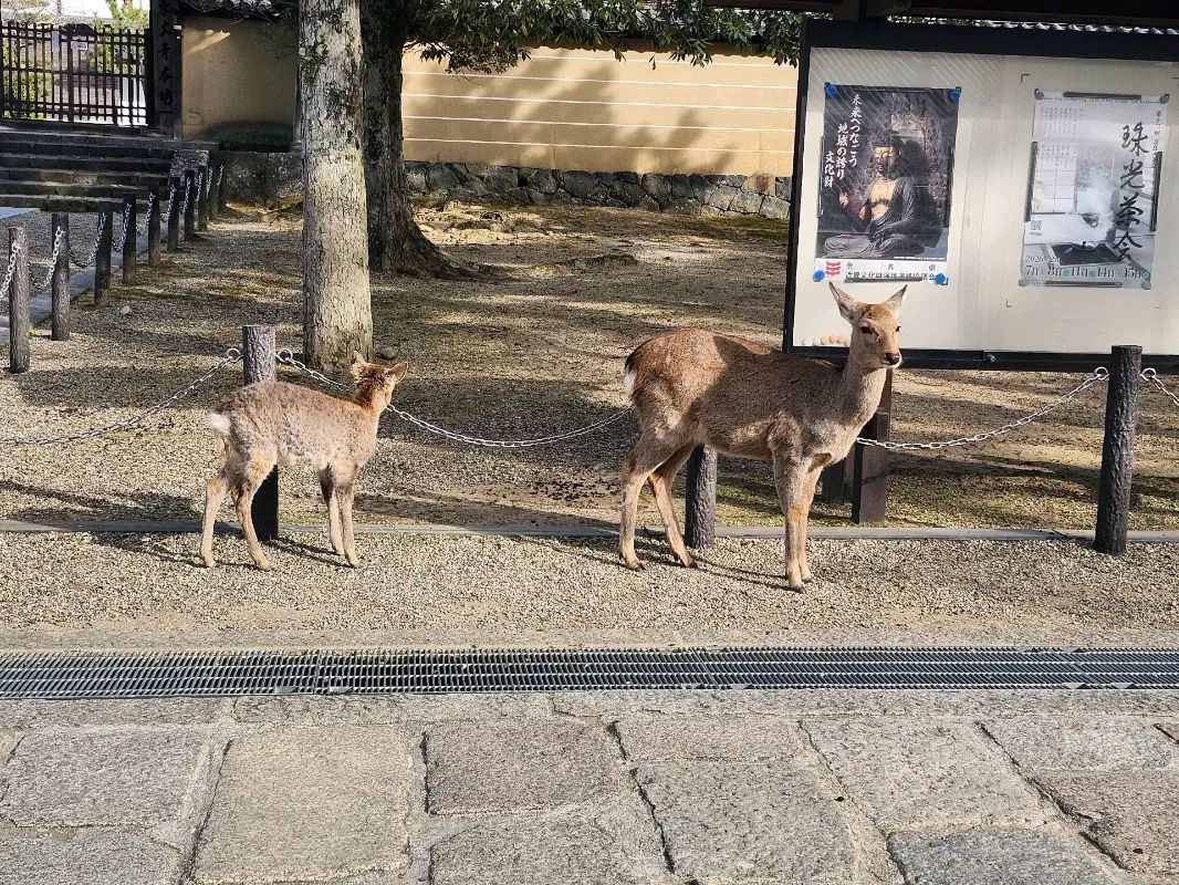 奈良 謎解き寺巡りのナゾ活写真