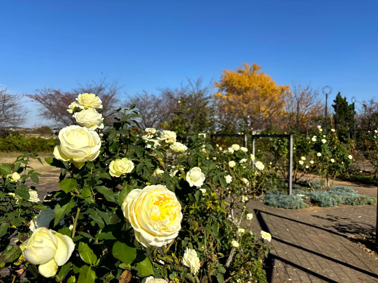 あの日届いた手紙の意味を僕たちはまだ知らない in 花菜ガーデンのナゾ活写真