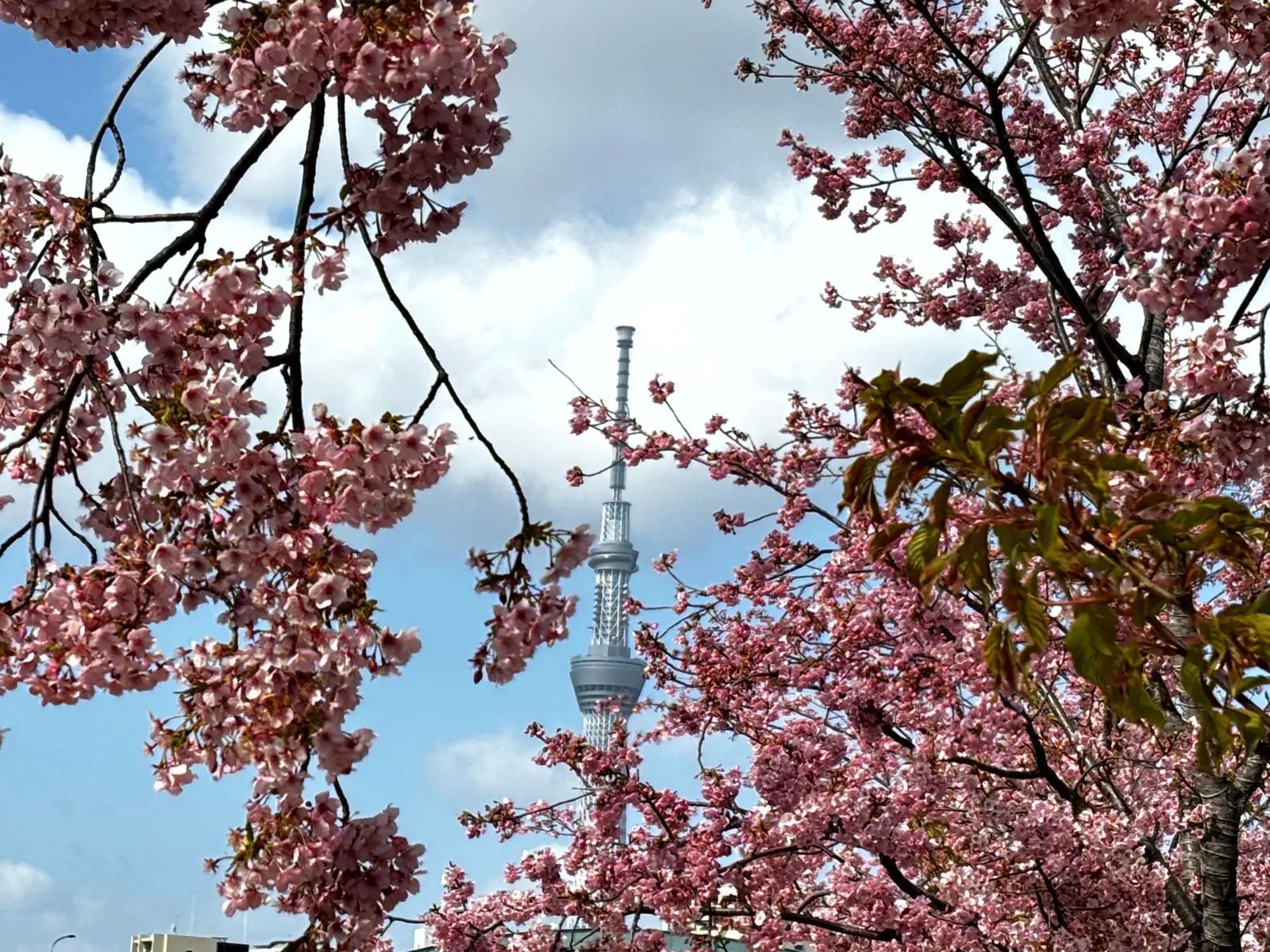 【旧中川の桜周辺】マップ連動型の3D謎解きに挑戦！「時計仕掛けの桜の街～託された夢の秘密を解き明かせ～」のナゾ活写真