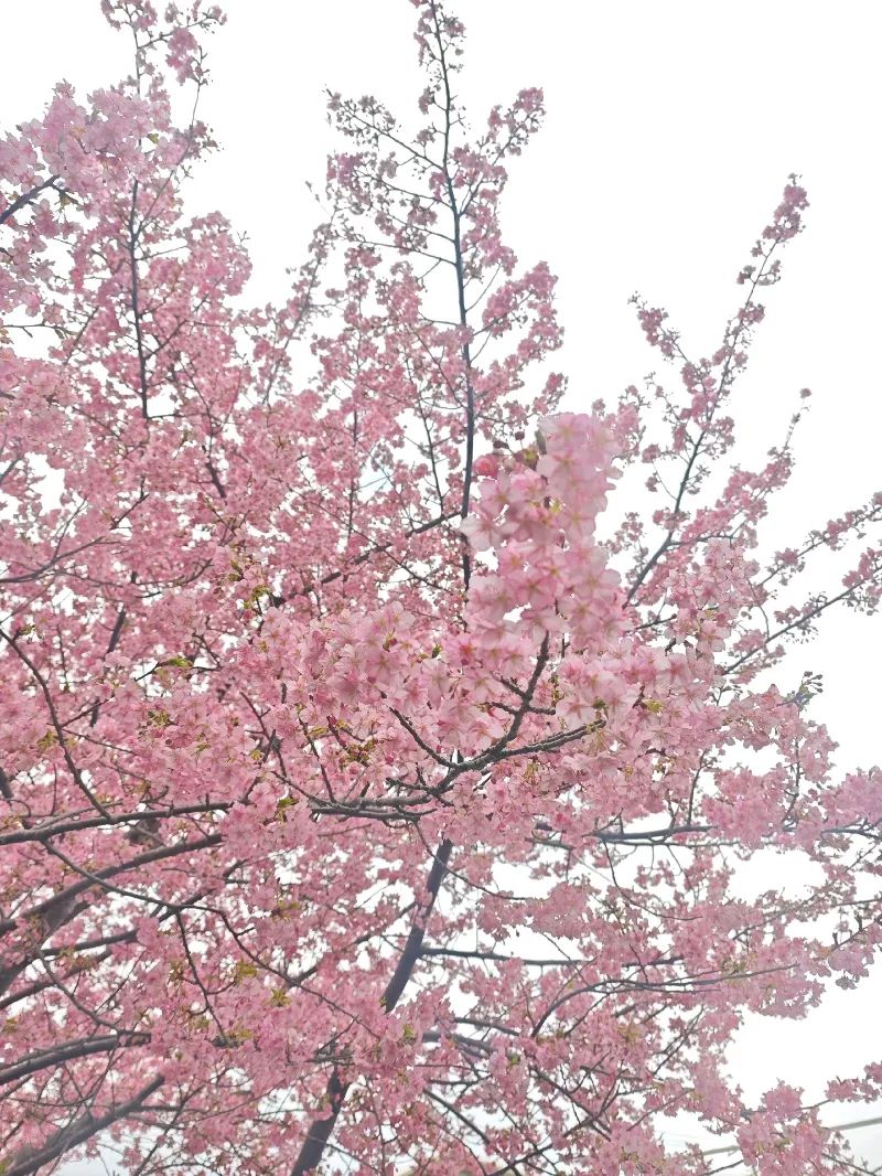 【三浦海岸の桜周辺】マップ連動型の3D謎解きに挑戦！「時計仕掛けの桜の街～託された夢の秘密を解き明かせ～」のナゾ活写真