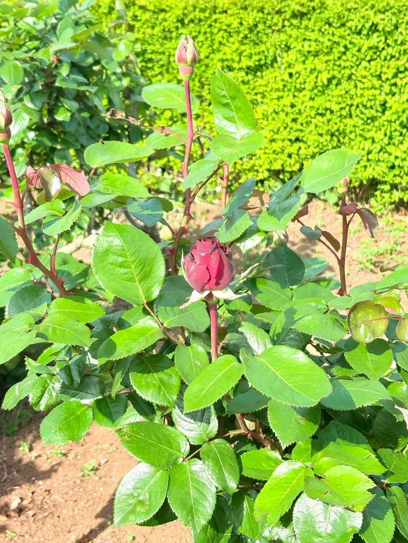新宿御苑植物巡り 朝焼け編のナゾ活写真