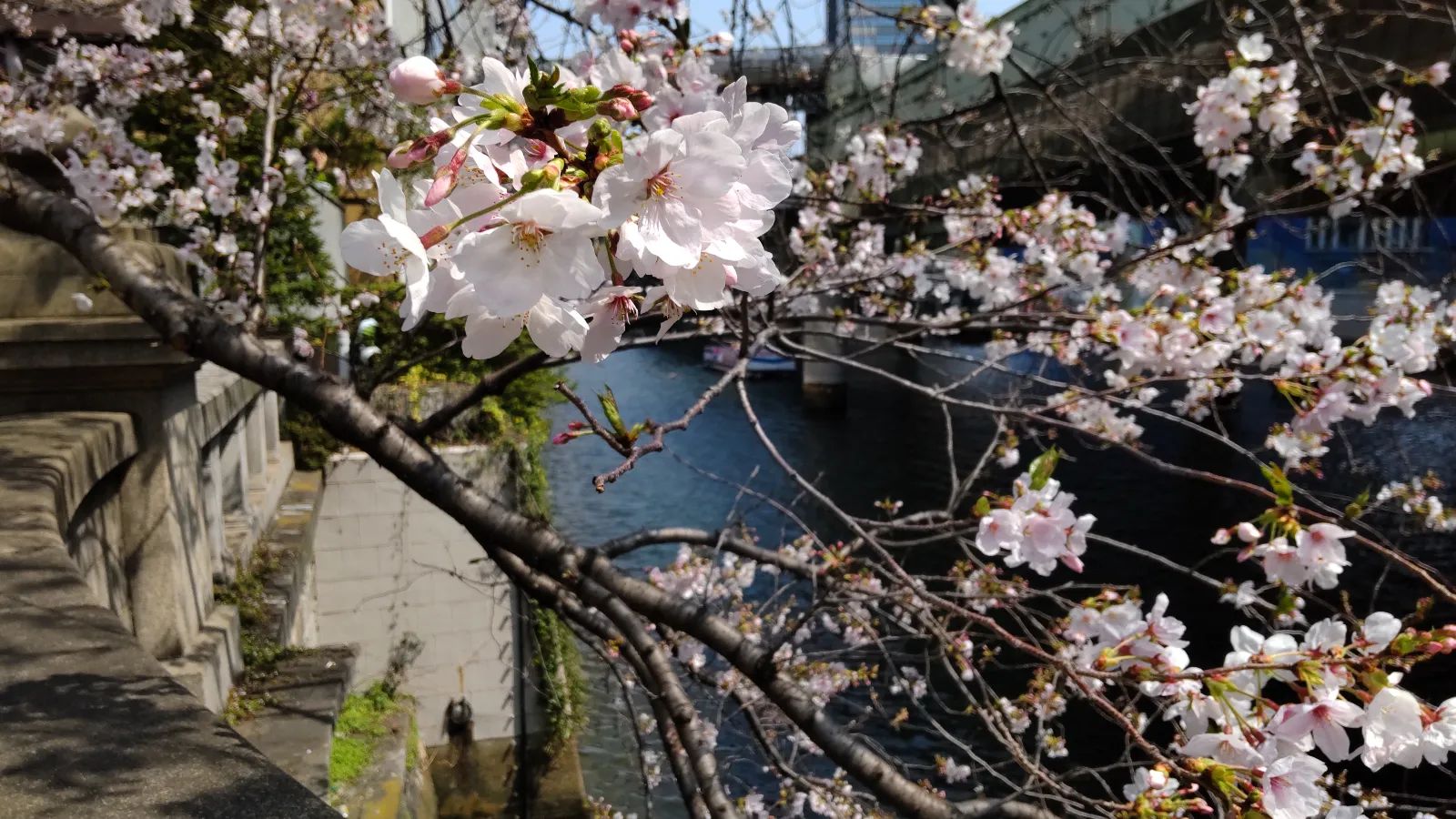 新麒楼　（日本橋周遊編＋遺留物調査編＋解決編）のナゾ活写真