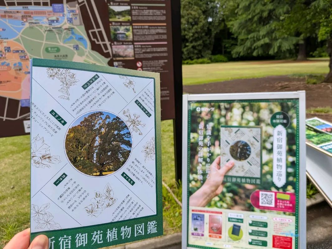 新宿御苑植物巡り（朝焼け編、夕焼け編、宵編）のナゾ活写真