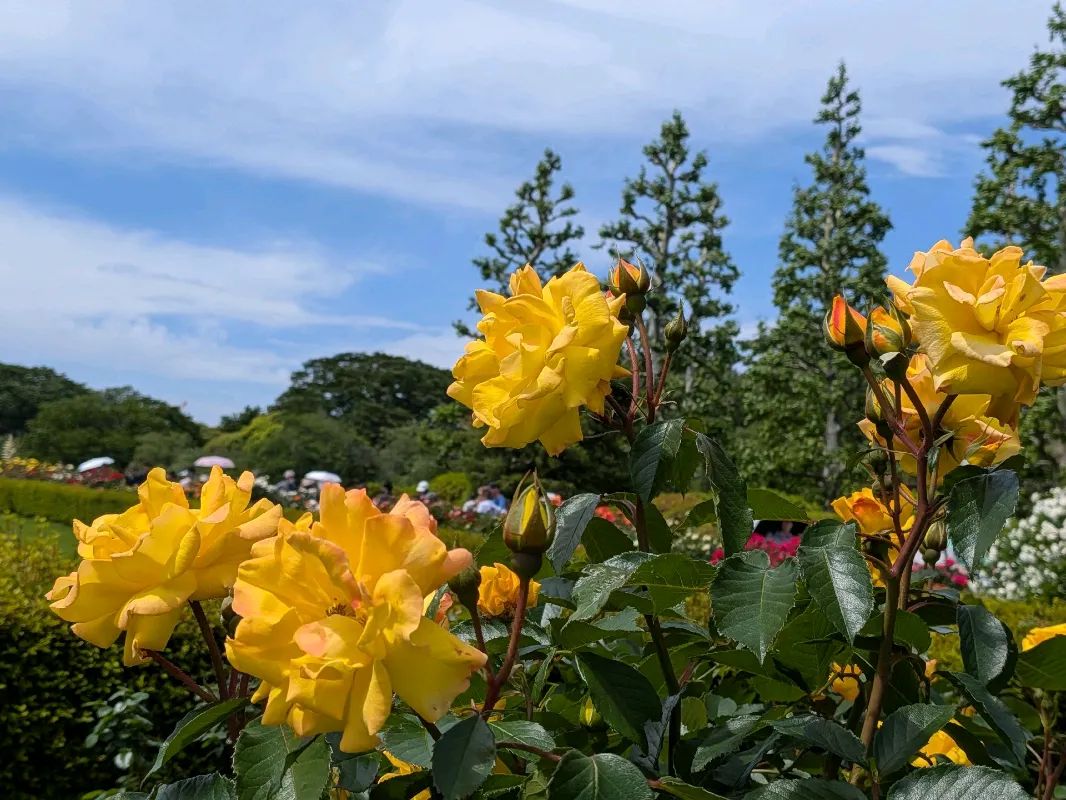 新宿御苑植物巡り（朝焼け編、夕焼け編、宵編）のナゾ活写真