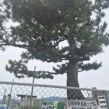 まけませんさんのナゾ活写真 1