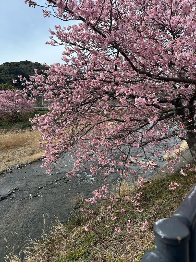 【河津町の桜周辺】マップ連動型の3D謎解きに挑戦！「時計仕掛けの桜の街～託された夢の秘密を解き明かせ～」のナゾ活写真
